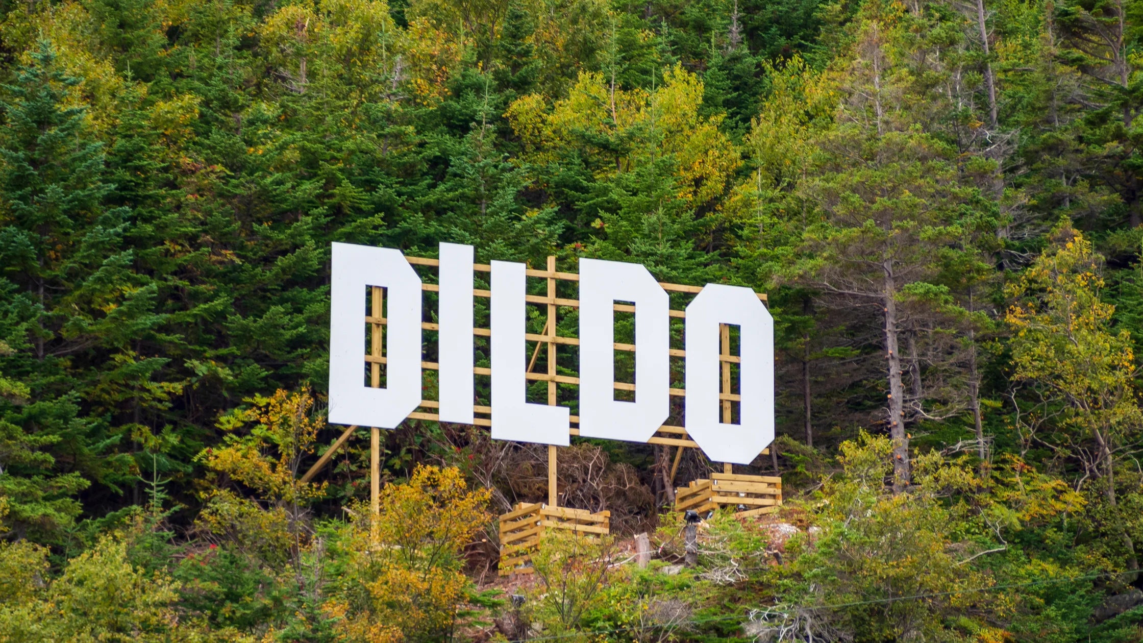 dildo sign woods trees sex toys numen wellness